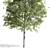 Premium Oak Tree: Majestic and Timeless 3D model small image 5