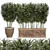 Exotic Bamboo Plants for Outdoor and Indoor Décor 3D model small image 1