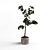 4ft Ficus Plant: 3D Model 3D model small image 2