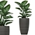 Exotic Tropical Plant Collection 3D model small image 3
