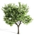  Majestic Ash Tree at 15m 3D model small image 2