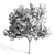  Majestic Ash Tree at 15m 3D model small image 3