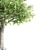  Majestic Ash Tree at 15m 3D model small image 4