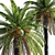 Tropical Paradise Date Palm 3D model small image 3