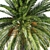 Tropical Paradise Date Palm 3D model small image 5