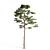  Majestic Pine Tree - 15.28ft Height 3D model small image 2