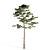  Majestic Pine Tree - 15.28ft Height 3D model small image 3