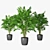 Trio of Palm Plants in Pots 3D model small image 1