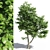 Leafy Beauty: Tilia Europaea Linden Tree 3D model small image 1