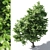 Leafy Beauty: Tilia Europaea Linden Tree 3D model small image 2