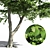 Leafy Beauty: Tilia Europaea Linden Tree 3D model small image 4