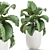 Tropical Plant Collection in White Pots 3D model small image 2