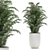 Tropical Plant Collection in White Pots 3D model small image 4
