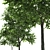 Linden Tree 3D Model 3D model small image 3