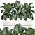 Tropical Plant Collection: Alocasia Macrorrhiza in White Pots 3D model small image 1