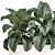 Tropical Plant Collection: Alocasia Macrorrhiza in White Pots 3D model small image 2