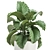 Exotic Indoor Plant Collection with White Pots 3D model small image 2
