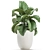 Exotic Indoor Plant Collection with White Pots 3D model small image 3