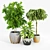 Ficus Set: 3D Models with Textures 3D model small image 3