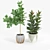 Ficus Set: 3D Models with Textures 3D model small image 4