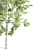 Elegant Tupelo Tree: 7.20m Height 3D model small image 3