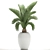 Tropical Palm in White Pot - Exotic, Indoor Plant 3D model small image 3