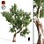 Premium Eucalyptus Tree: Majestic, Lifelike, 12.71m 3D model small image 1