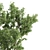 Premium Eucalyptus Tree: Majestic, Lifelike, 12.71m 3D model small image 3