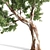 Premium Eucalyptus Tree: Majestic, Lifelike, 12.71m 3D model small image 4