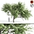 Acacia Caffra: High-Quality 3D Model 3D model small image 1