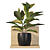 Tropical Delight Croton Plant 3D model small image 1