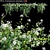 Trachelospermum Jasminoides - Star Jasmine Creepers 3D model small image 1
