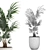 Exotic Plant Collection: Howea Forsteriana 3D model small image 5
