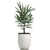 Exotic Tropical Indoor Plant Collection 3D model small image 3