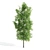 Premium Sorrel Tree: Majestic 12.34m Height 3D model small image 2