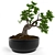 Elegant Bonsai Decor Tree 3D model small image 2