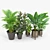 Lifelike Calathea Décor: Faux Potted Elegance 3D model small image 3