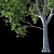 Premium Platanus Acerifolia Tree 3D model small image 3