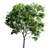 Premium Platanus Acerifolia Tree 3D model small image 6