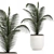 Tropical Paradise: Collection of Exotic Indoor Palms 3D model small image 4