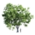 Product Title: Premium Platanus Acerifolia Tree 3D model small image 5