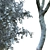 Scanned Pear Tree with Detachable Leaves 3D model small image 2