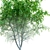 Scanned Pear Tree with Detachable Leaves 3D model small image 3