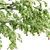 Sour Cherry Tree - Blossoming Beauty for Your Garden 3D model small image 4