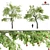 Sour Cherry Tree: Tall, Vibrant, and Delicious 3D model small image 1