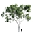 Eucalyptus 8 - Durable and Versatile Polys 3D model small image 5