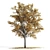 Lovely Tilia Tree Duo 3D model small image 2