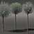 Blooming Cherry Umbrella Tree | Prunus Eminens Umbraculifera 3D model small image 3