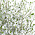 Blooming Cherry Umbrella Tree | Prunus Eminens Umbraculifera 3D model small image 4