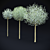 Blooming Cherry Umbrella Tree | Prunus Eminens Umbraculifera 3D model small image 7